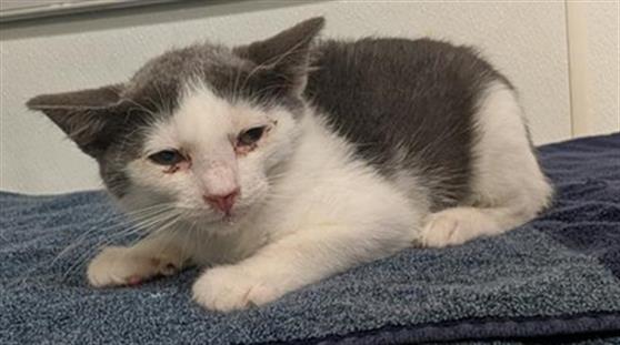 Shelter Stray Male Cat last seen , 600 Aviation Dr, Camarillo, CA 93010, USA