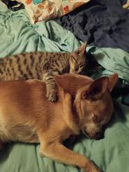 Lost Male Dog last seen Haas rd, Mendon, MI 49072