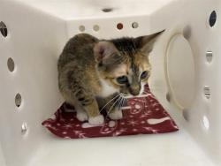 Shelter Stray Female Cat last seen Near BLOCK S MUSKEGO AVE, 3839 W Burnham St, West Milwaukee, WI 53215, USA