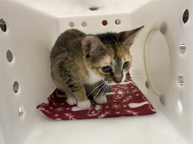 Shelter Stray Female Cat last seen Near BLOCK S MUSKEGO AVE, 3839 W Burnham St, West Milwaukee, WI 53215, USA