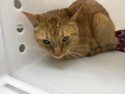 Shelter Stray Male Cat last seen Near BLOCK N 70TH ST, 3839 W Burnham St, West Milwaukee, WI 53215, USA