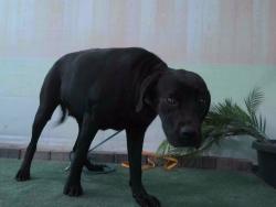 Shelter Stray Female Dog last seen , 4275 Elton St, Baldwin Park, CA 91706, USA