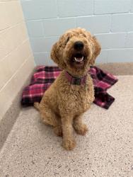 Shelter Stray Female Dog last seen W 100TH PL & HURON ST, 12155 Park Blvd, Brighton, CO 80601, USA