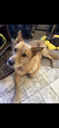 Lost Male Dog last seen Spring Creek Nature Trail, The Woodlands, TX 77389