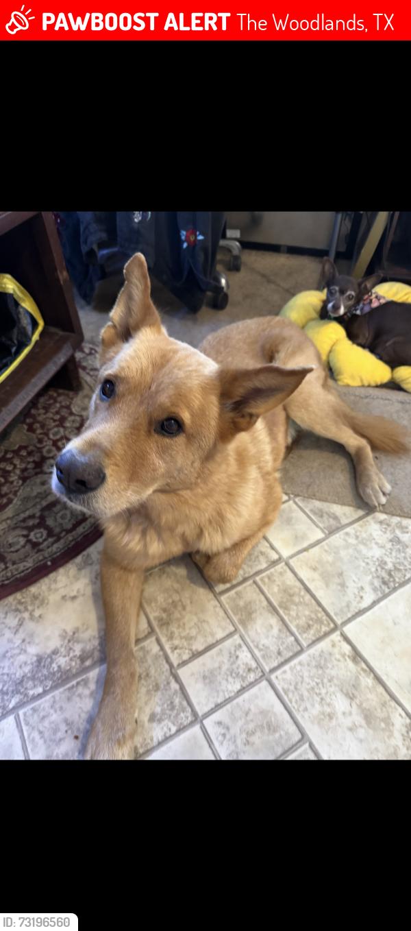 Lost Male Dog last seen Spring Creek Nature Trail, The Woodlands, TX 77389