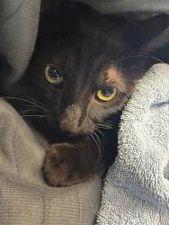 Shelter Stray Male Cat last seen Near BLOCK E 67TH AVE, 12155 Park Blvd, Brighton, CO 80601, USA