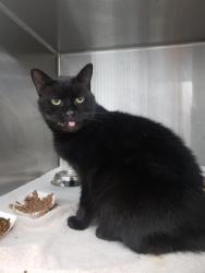 Shelter Stray Female Cat last seen CHARLOTTE, 8315 Byrum Dr, Charlotte, NC 28217, USA