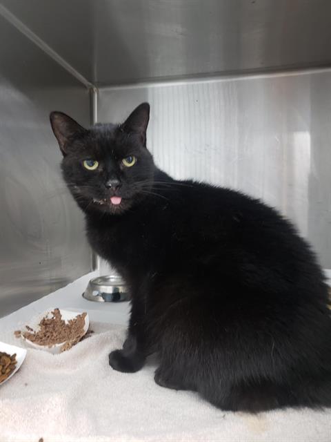 Shelter Removed Female Cat last seen CHARLOTTE, 8315 Byrum Dr, Charlotte, NC 28217, USA