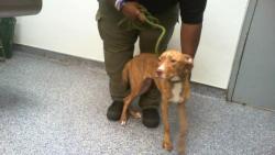 Shelter Stray Male Dog last seen CHARLOTTE, 8315 Byrum Dr, Charlotte, NC 28217, USA