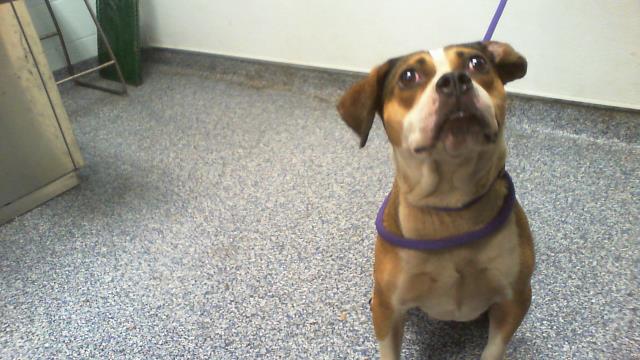 Shelter Stray Female Dog last seen CHARLOTTE, 8315 Byrum Dr, Charlotte, NC 28217, USA