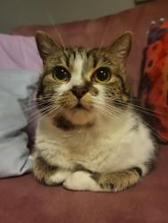Lost Female Cat last seen Cilgant Y Lein, Bridgend County Borough, Wales CF33 4AJ