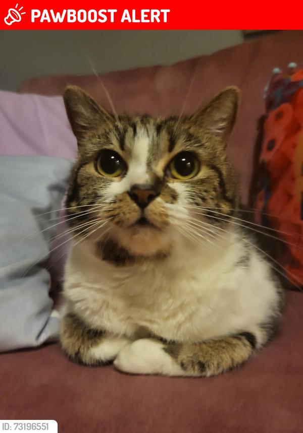 Lost Female Cat last seen Cilgant Y Lein, Bridgend County Borough, Wales CF33 4AJ