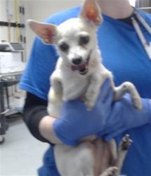 Shelter Stray Female Dog last seen Near BLOCK LAKE TRAIL DR, FAYETTEVILLE NC 28304, 4704 Corporation Dr, Fayetteville, NC 28306, USA
