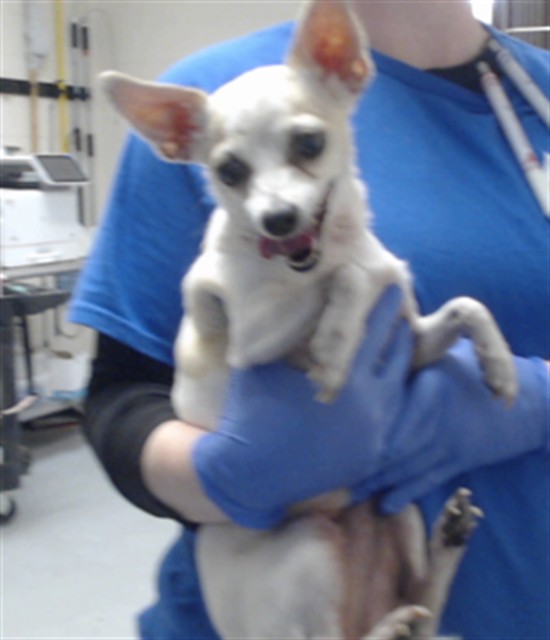 Shelter Stray Female Dog last seen Near BLOCK LAKE TRAIL DR, FAYETTEVILLE NC 28304, 4704 Corporation Dr, Fayetteville, NC 28306, USA