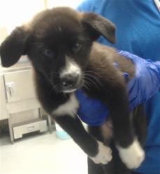 Shelter Stray Female Dog last seen Near BLOCK GROVE ST, FAYETTEVILLE NC 28301, 4704 Corporation Dr, Fayetteville, NC 28306, USA