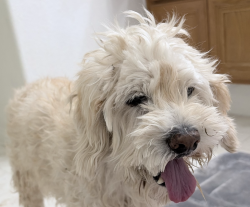 Reunited Unknown Dog last seen Tenaya, Maybrook, Las Vegas, NV 89129