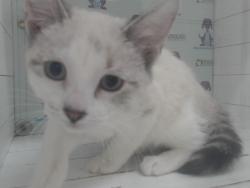 Shelter Stray Female Cat last seen , 2769 Conroy Rd, Orlando, FL 32839, USA