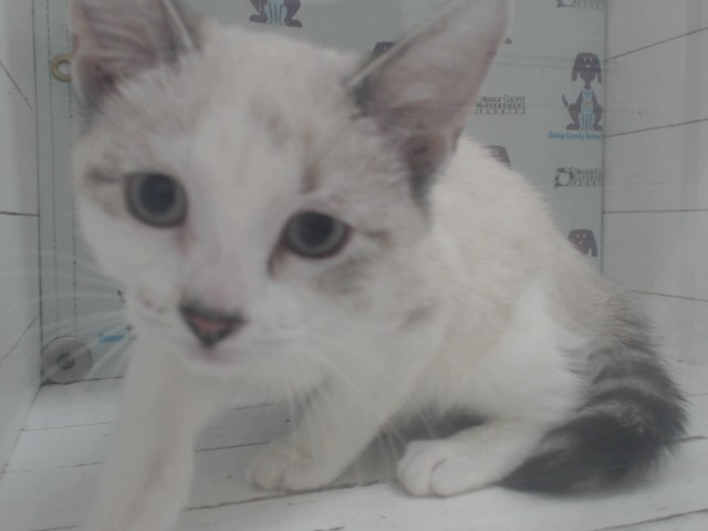 Shelter Stray Female Cat last seen , 2769 Conroy Rd, Orlando, FL 32839, USA