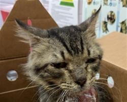 Shelter Stray Male Cat last seen DOMPIERRE DR, 2020 Forest St, Jacksonville, FL 32204, USA