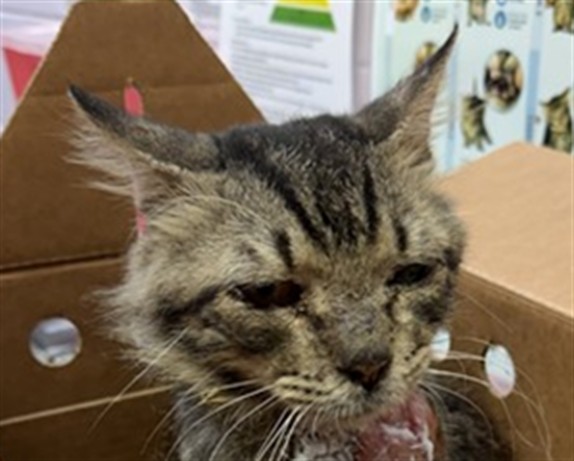 Shelter Stray Male Cat last seen DOMPIERRE DR, 2020 Forest St, Jacksonville, FL 32204, USA