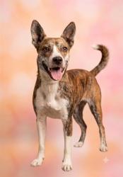 Shelter Stray Female Dog last seen Near BLOCK ONTARIO ST, 2020 Forest St, Jacksonville, FL 32204, USA
