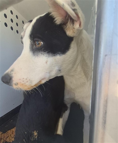 Shelter Stray Male Dog last seen Near BLK ASHE RD,BAKERSFIELD CA, 201 S Mt Vernon Ave, Bakersfield, CA 93307, USA
