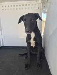 Shelter Stray Male Dog last seen Near BLK ASHE RD,BAKERSFIELD CA, 201 S Mt Vernon Ave, Bakersfield, CA 93307, USA