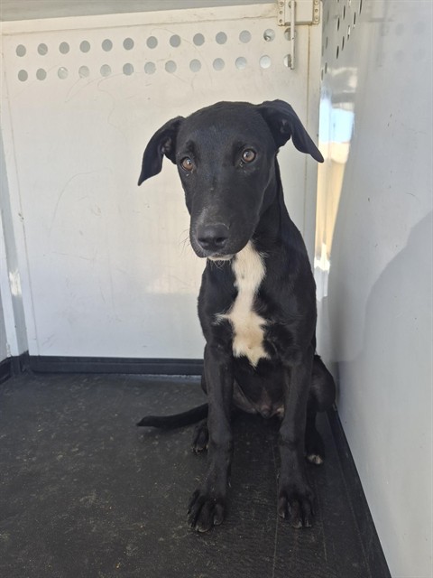 Shelter Stray Male Dog last seen Near BLK ASHE RD,BAKERSFIELD CA, 201 S Mt Vernon Ave, Bakersfield, CA 93307, USA