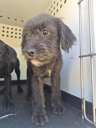 Shelter Stray Female Dog last seen TAFT HWY / WIBLE RD, BAKERSFIELD CA, 201 S Mt Vernon Ave, Bakersfield, CA 93307, USA