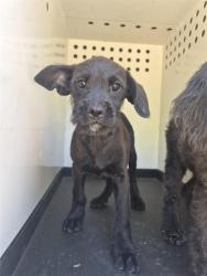 Shelter Stray Male Dog last seen TAFT HWY / WIBLE RD, BAKERSFIELD CA, 201 S Mt Vernon Ave, Bakersfield, CA 93307, USA