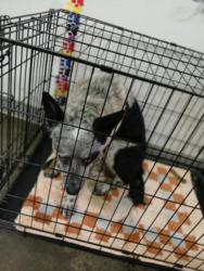 Shelter Stray Male Dog last seen , 1850 W 60th St, Los Angeles, CA 90047, USA