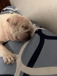 Reunited Female Dog last seen Cedar and olive, Fresno, CA 93702