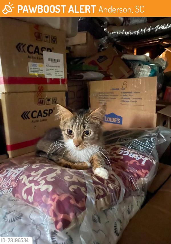 Found/Stray Male Cat last seen Highway 29N and King Dr, Anderson, SC 29621