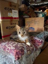 Found/Stray Male Cat last seen Highway 29N and King Dr, Anderson, SC 29621