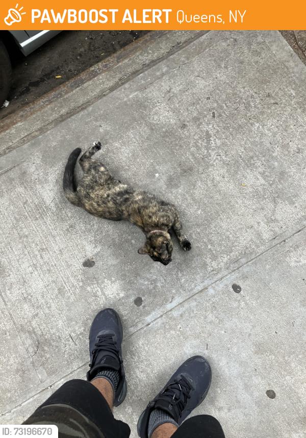 Found/Stray Female Cat last seen Was under a car near the address when i walked away it seemed to stare at me and walk to the other side, Queens, NY 11436