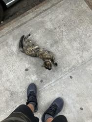 Found/Stray Female Cat last seen Was under a car near the address when i walked away it seemed to stare at me and walk to the other side, Queens, NY 11436