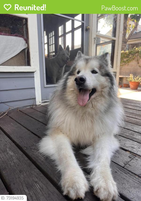 Reunited Unknown Dog last seen Greenfield & Queensland, Los Angeles, CA 90034