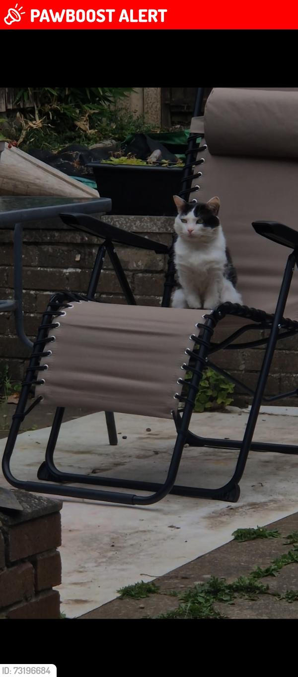 Lost Male Cat last seen Dinthill 23 hollinswood, Telford, Telford and Wrekin, England 