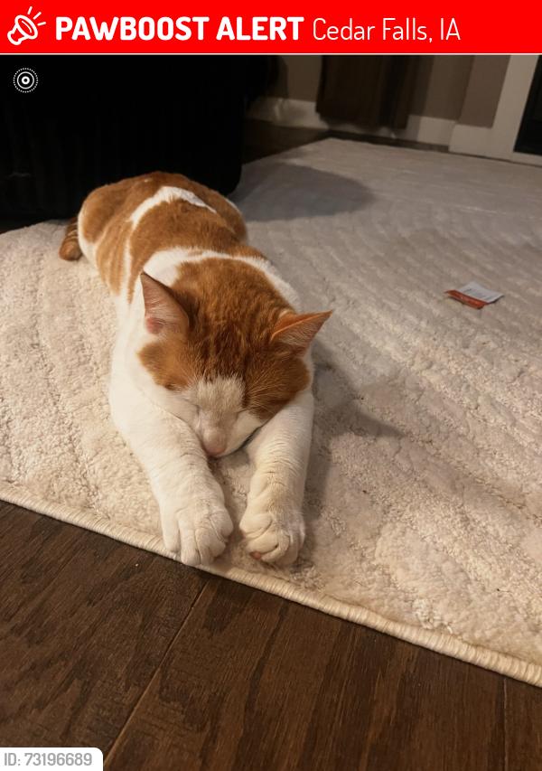 Lost Male Cat last seen Union rd, Cedar Falls, IA 50613