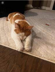 Lost Male Cat last seen Union rd, Cedar Falls, IA 50613