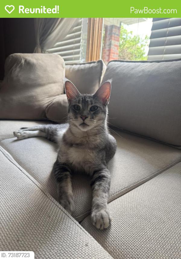 Reunited Male Cat last seen Fisher ave, Piscataway, NJ 08854