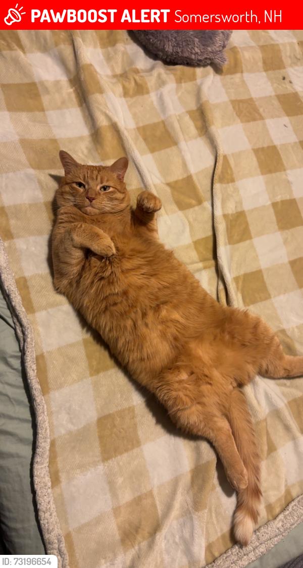 Lost Male Cat last seen Grand Street, High Street, Somersworth, NH 03878