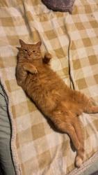 Lost Male Cat last seen Grand Street, High Street, Somersworth, NH 03878