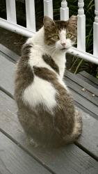 Found/Stray Unknown Cat last seen Sunset and Seward, Utica, NY 13502