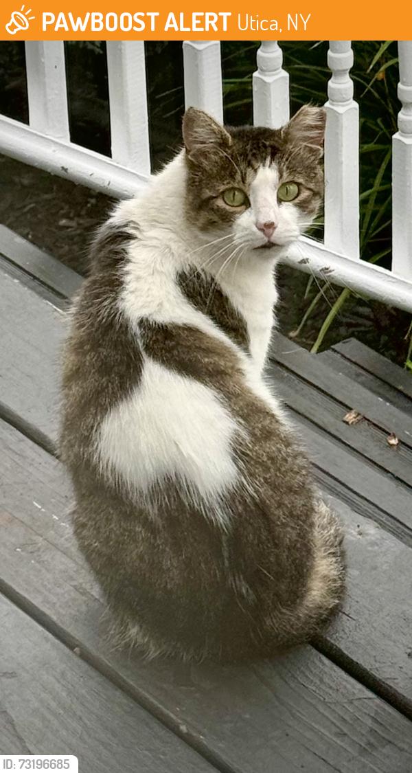 Found/Stray Unknown Cat last seen Sunset and Seward, Utica, NY 13502