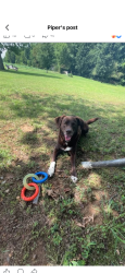 Lost Female Dog last seen Shoally branch rd, Leoma, TN 38468
