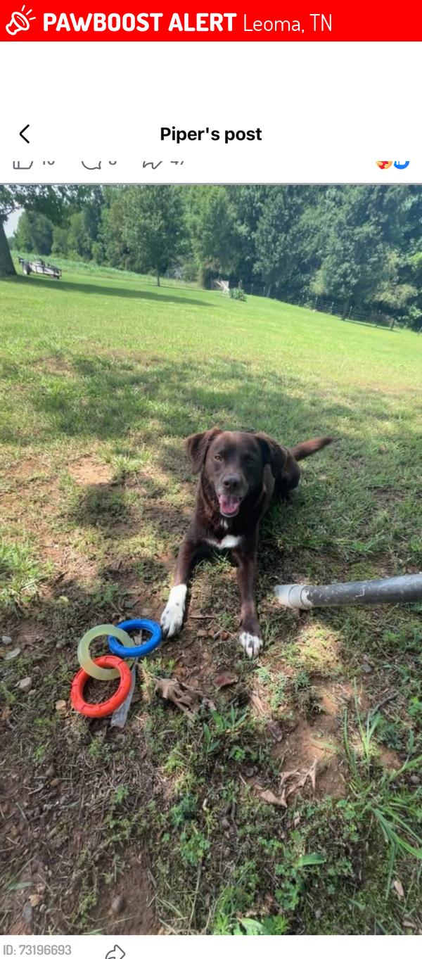 Lost Female Dog last seen Shoally branch rd, Leoma, TN 38468