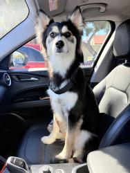 Reunited Male Dog last seen Near Valley Central Way Lancaster, CA 93536 United States, Lancaster, CA 93536