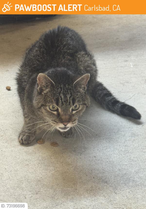 Found/Stray Unknown Cat last seen Backyard, Carlsbad, CA 92009