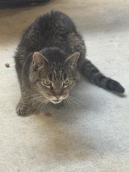 Found/Stray Unknown Cat last seen Backyard, Carlsbad, CA 92009